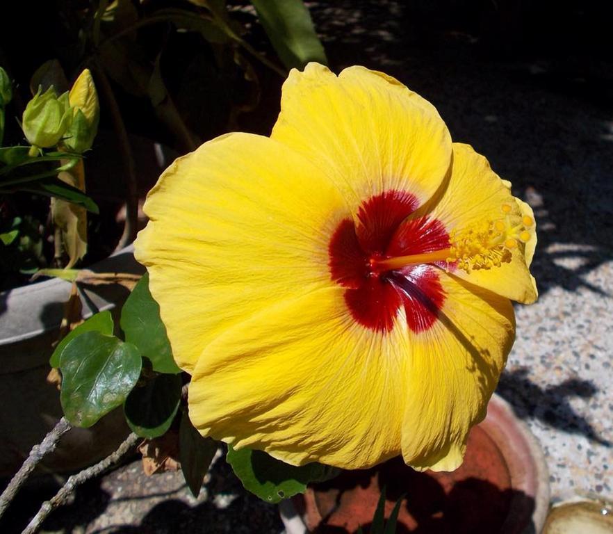 ממבג'או Camiguin Island Golden Sunset Beach Club מראה חיצוני תמונה